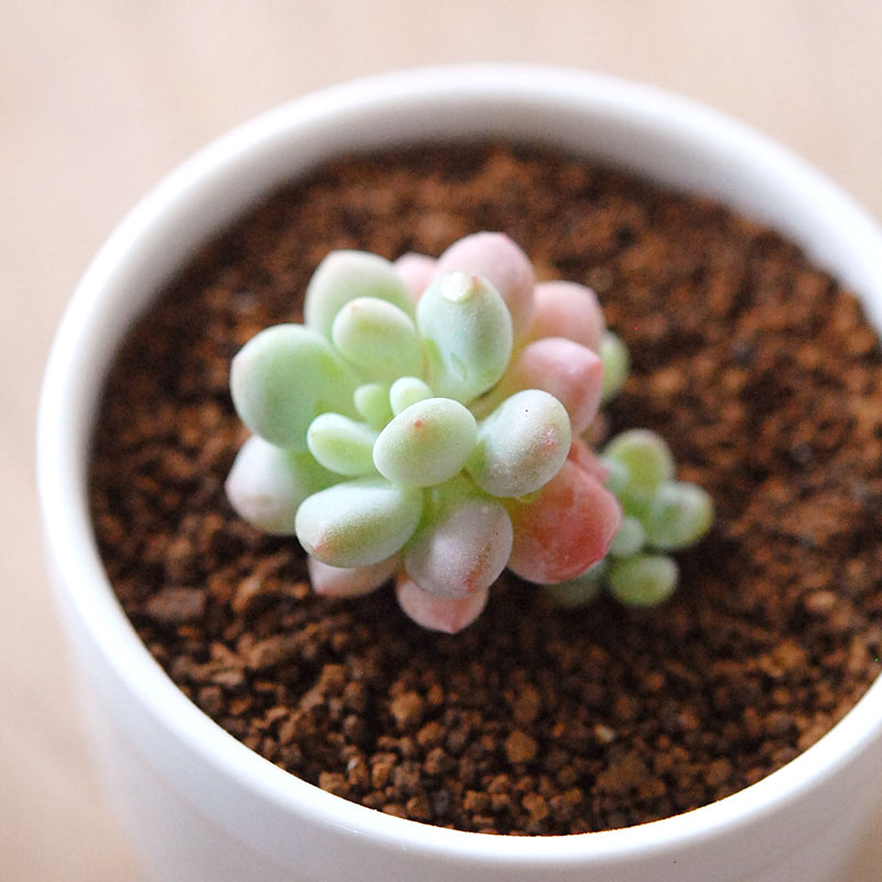 ロココ / Graptoveroa