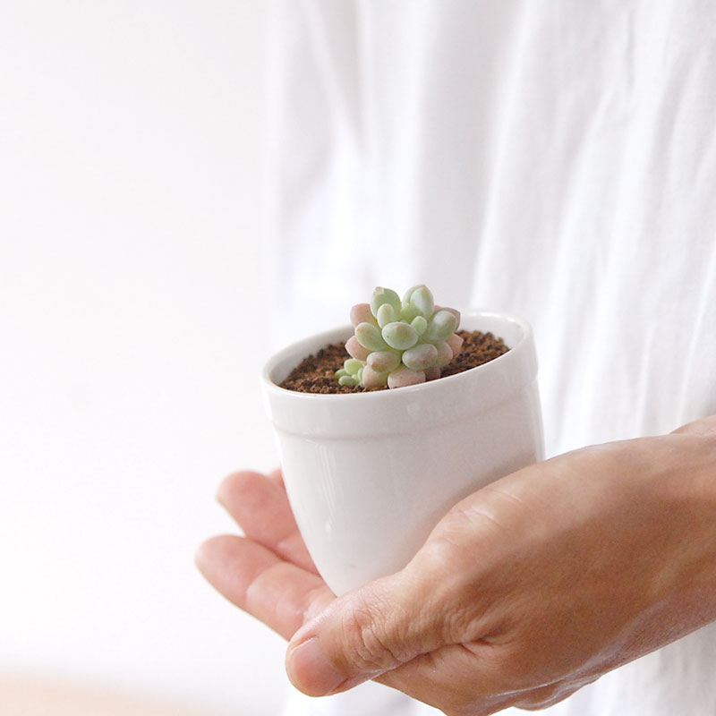 ロココ / Graptoveroa