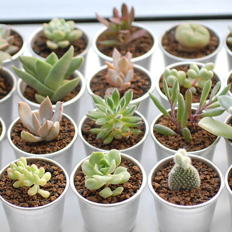 Succulents pot