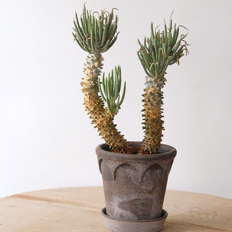 Tylecodon ワリチー x コペンハーゲン bergs pot