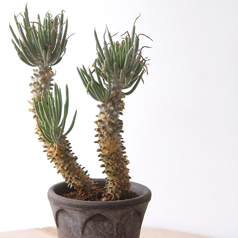 Tylecodon ワリチー x コペンハーゲン bergs pot