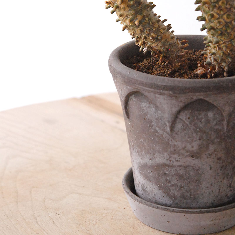 Tylecodon ワリチー x コペンハーゲン bergs pot