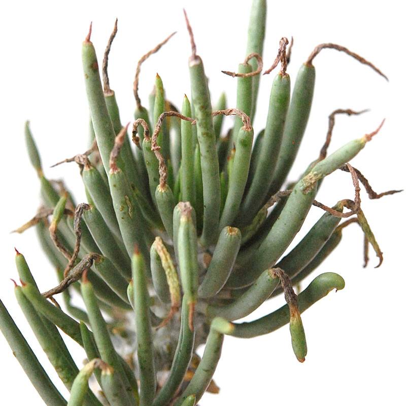 Tylecodon ワリチー x コペンハーゲン bergs pot