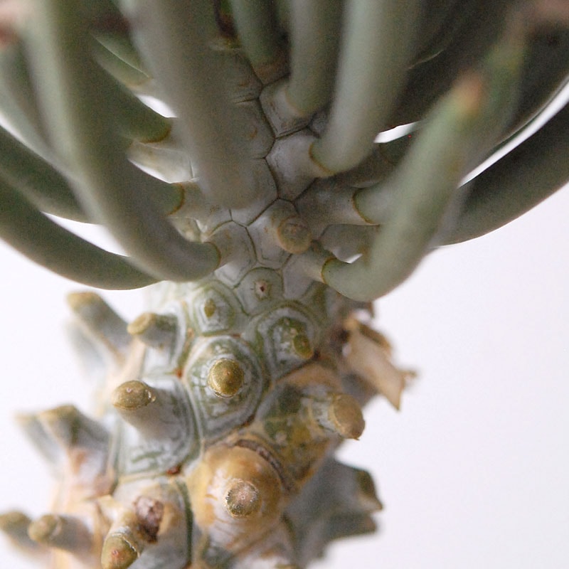 Tylecodon ワリチー x コペンハーゲン bergs pot