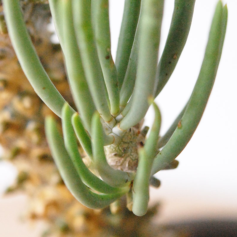 Tylecodon ワリチー x コペンハーゲン bergs pot