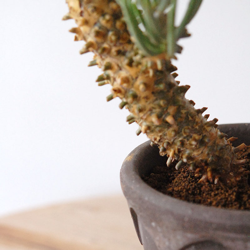 Tylecodon ワリチー x コペンハーゲン bergs pot