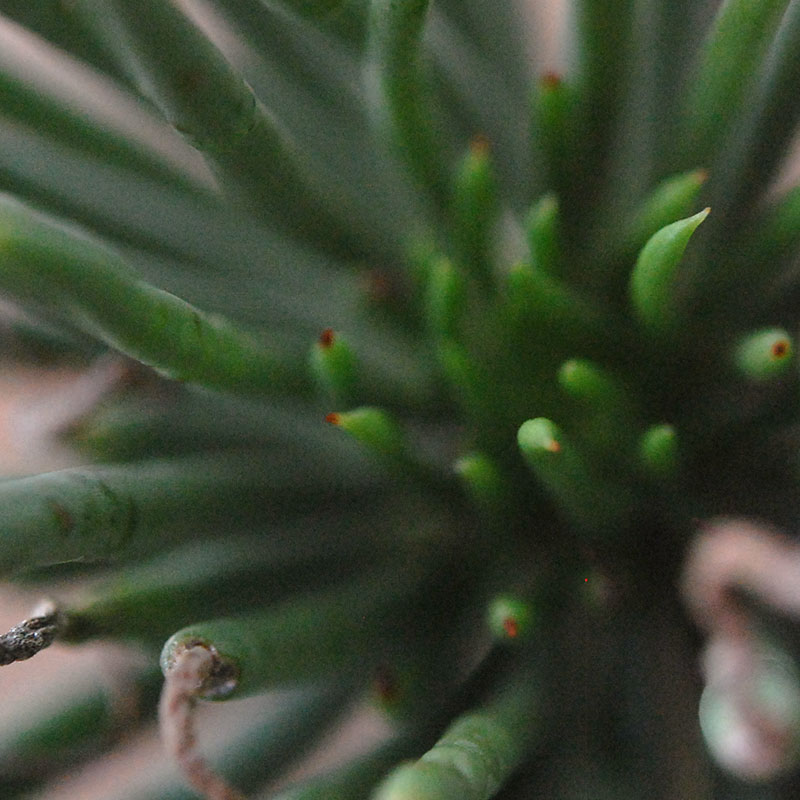 Tylecodon ワリチー x コペンハーゲン bergs pot