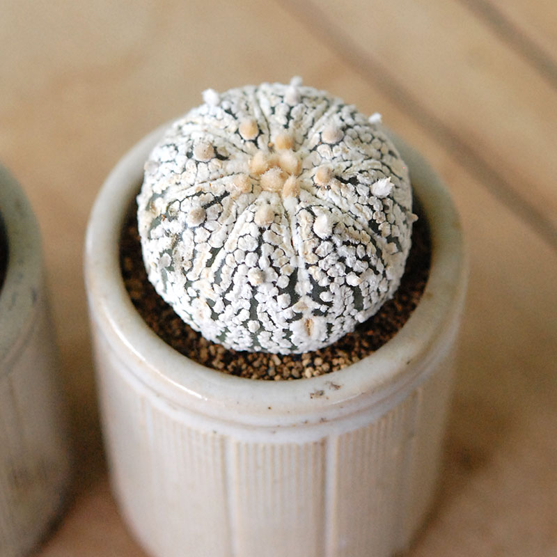 Astrophytum 兜丸 x antique イギリスジャー