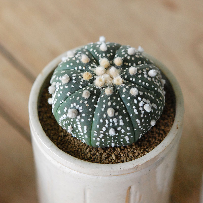 Astrophytum 兜丸 x antique イギリスジャー