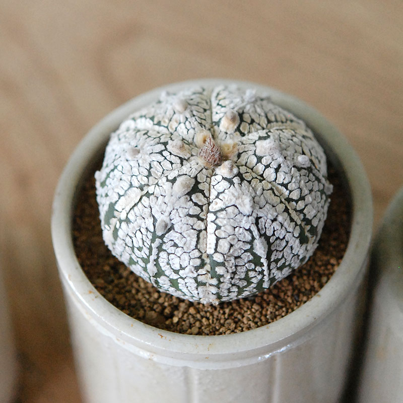 Astrophytum 兜丸 x antique イギリスジャー