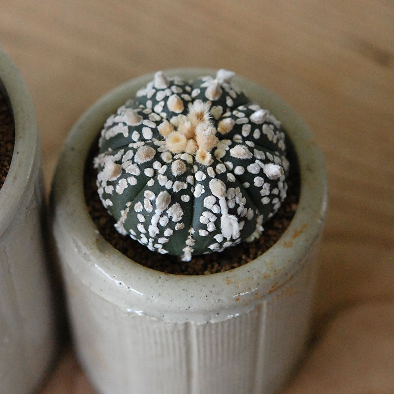 Astrophytum 兜丸 x antique イギリスジャー
