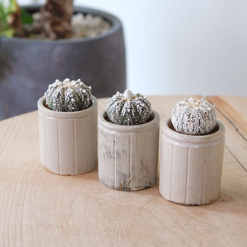 Astrophytum 兜丸 x antique イギリスジャー