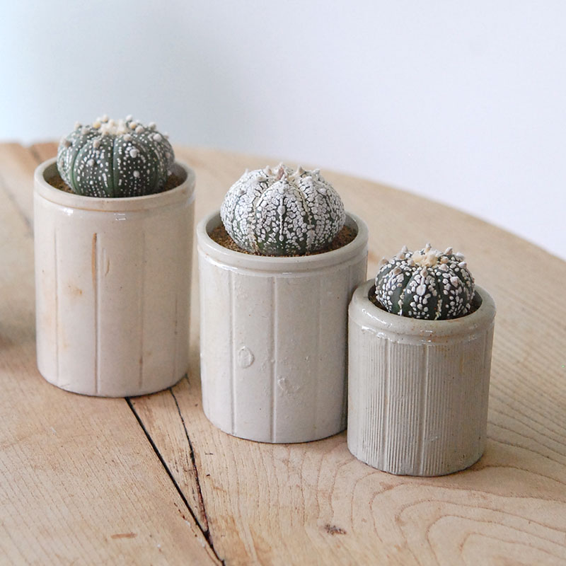 Astrophytum 兜丸 x antique イギリスジャー