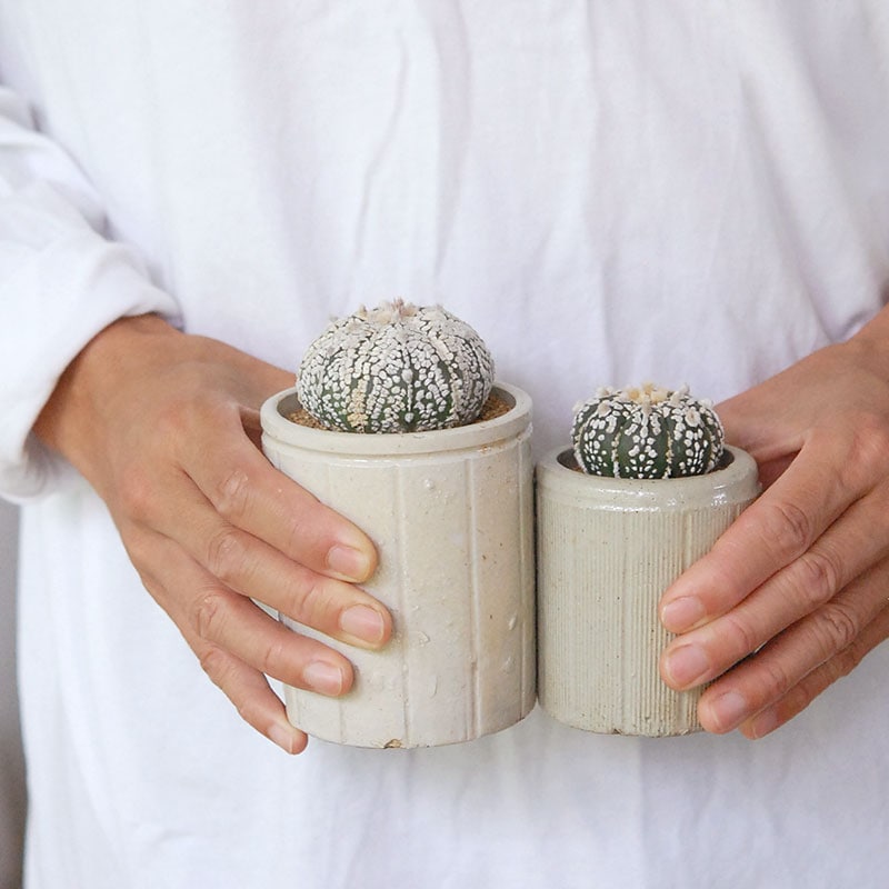 Astrophytum 兜丸 x antique イギリスジャー