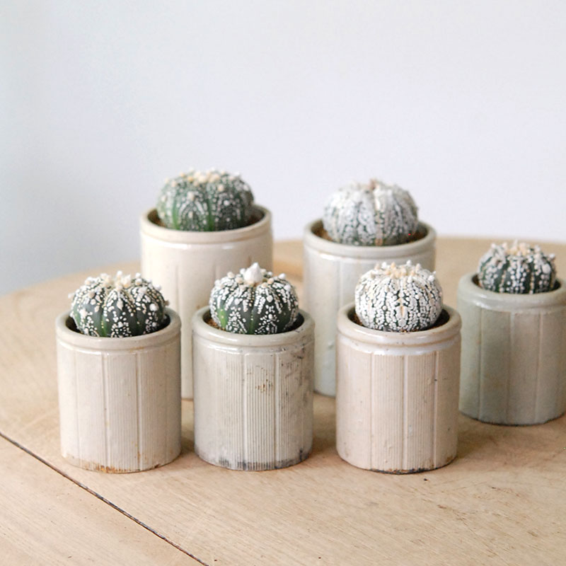 Astrophytum 兜丸 x antique イギリスジャー