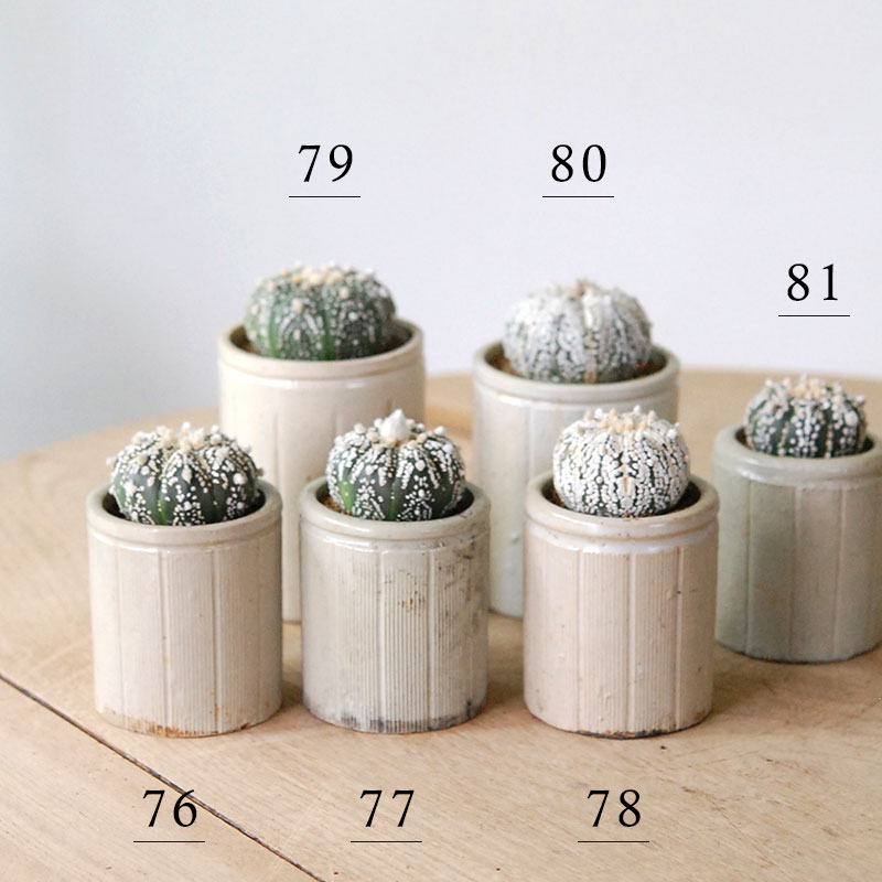 Astrophytum 兜丸 x antique イギリスジャー