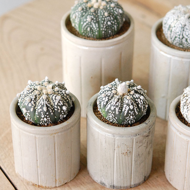 Astrophytum 兜丸 x antique イギリスジャー