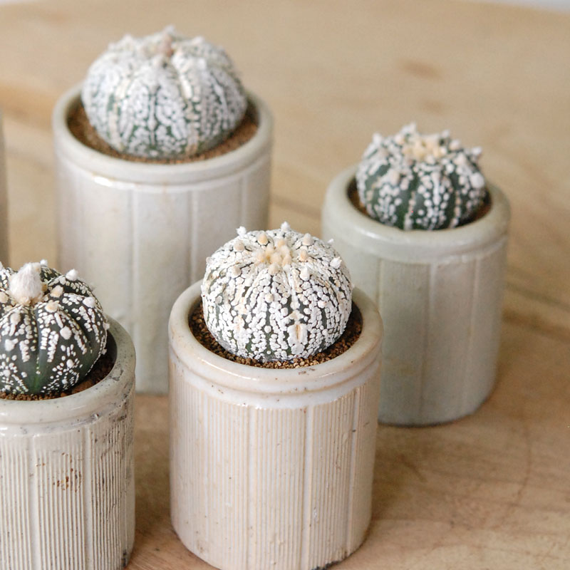 Astrophytum 兜丸 x antique イギリスジャー