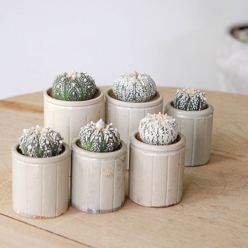 Astrophytum 兜丸 x antique イギリスジャー