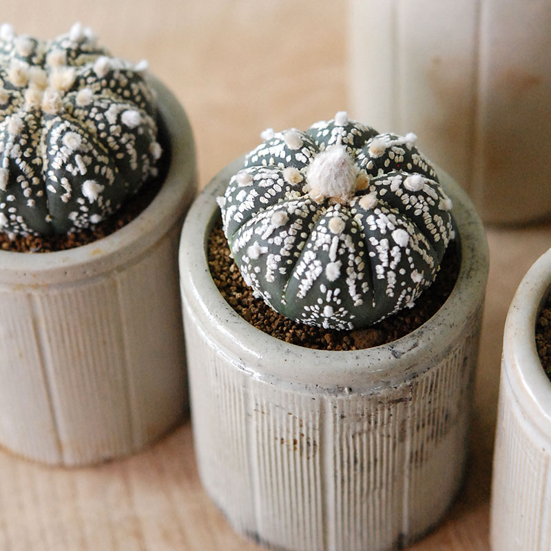 Astrophytum 兜丸 x antique イギリスジャー