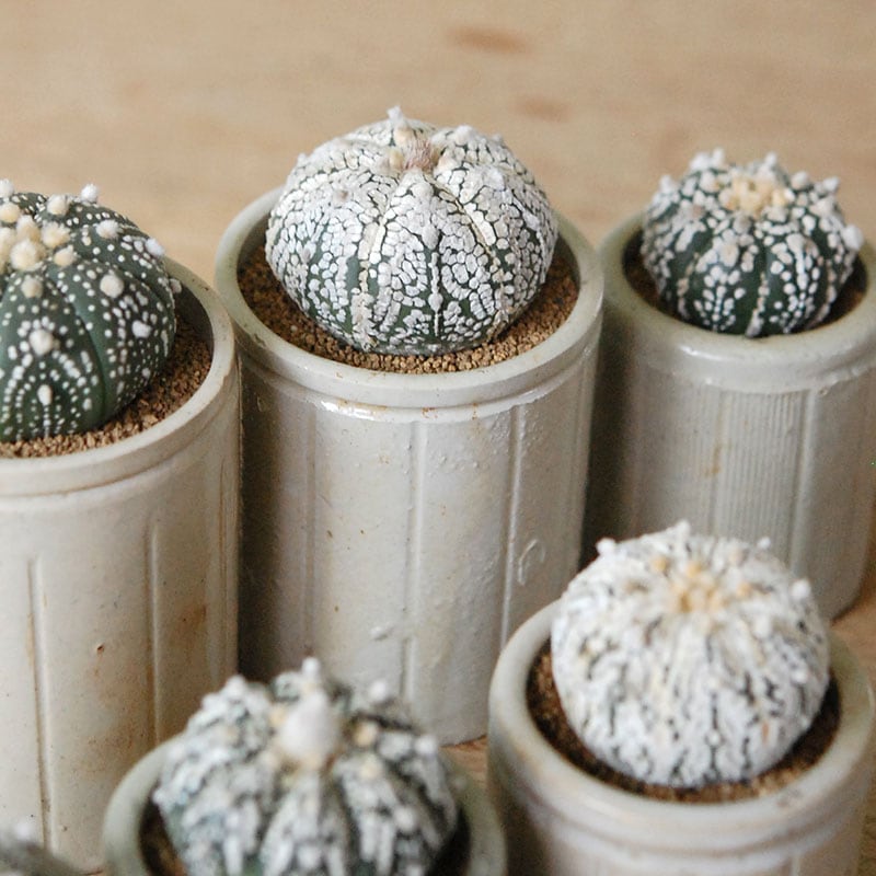 Astrophytum 兜丸 x antique イギリスジャー