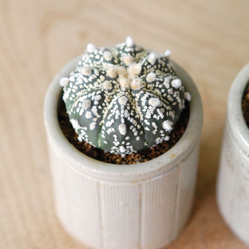 Astrophytum 兜丸 x antique イギリスジャー