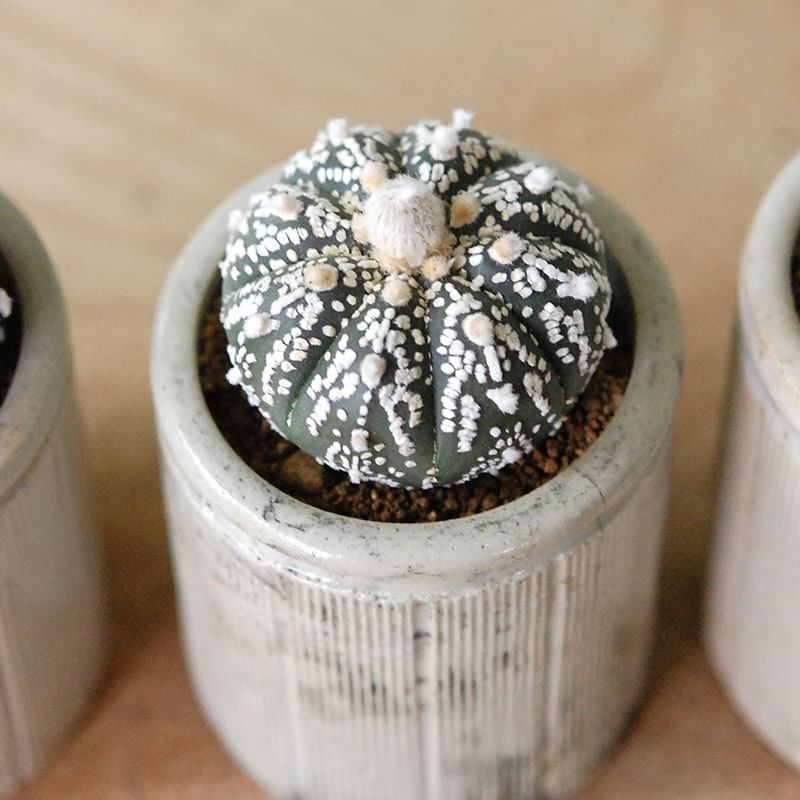 Astrophytum 兜丸 x antique イギリスジャー