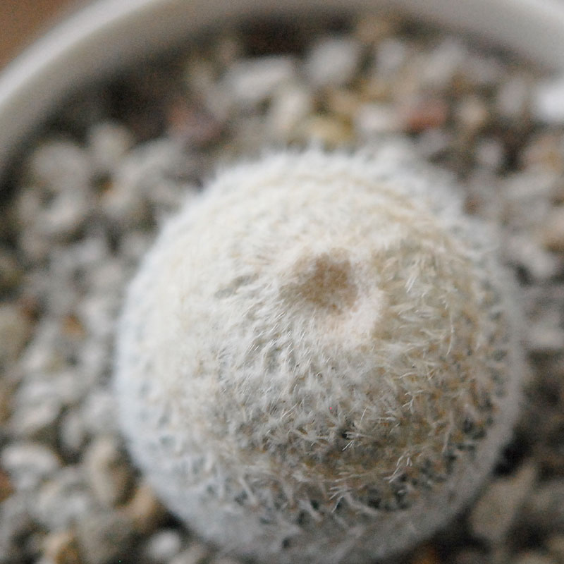 Epithelantha 小人の帽子 x マットポット