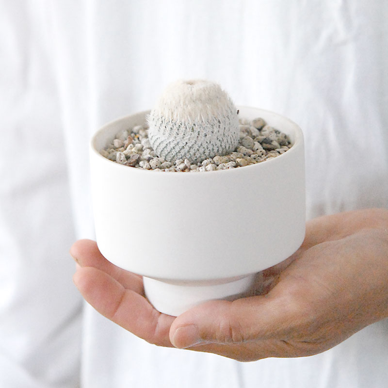 Epithelantha 小人の帽子 x マットポット