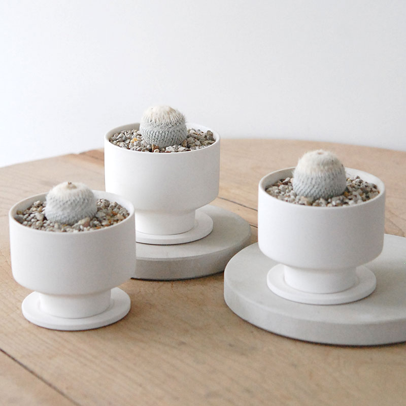 Epithelantha 小人の帽子 x マットポット