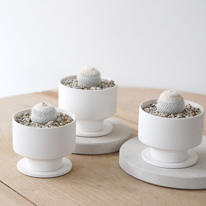 Epithelantha 小人の帽子 x マットポット