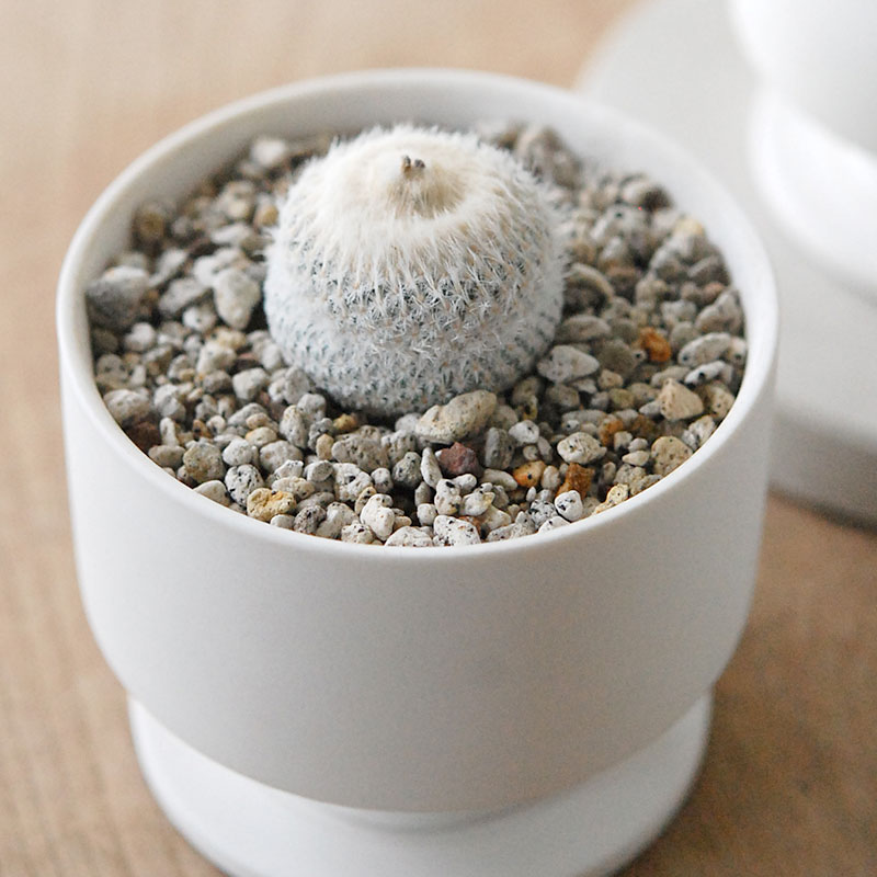 Epithelantha 小人の帽子 x マットポット