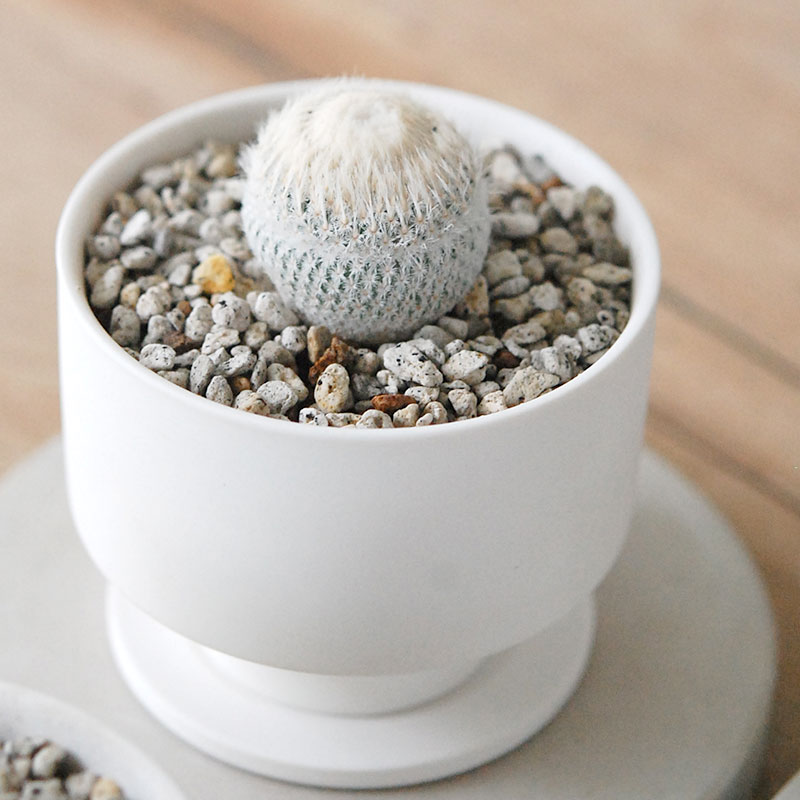 Epithelantha 小人の帽子 x マットポット