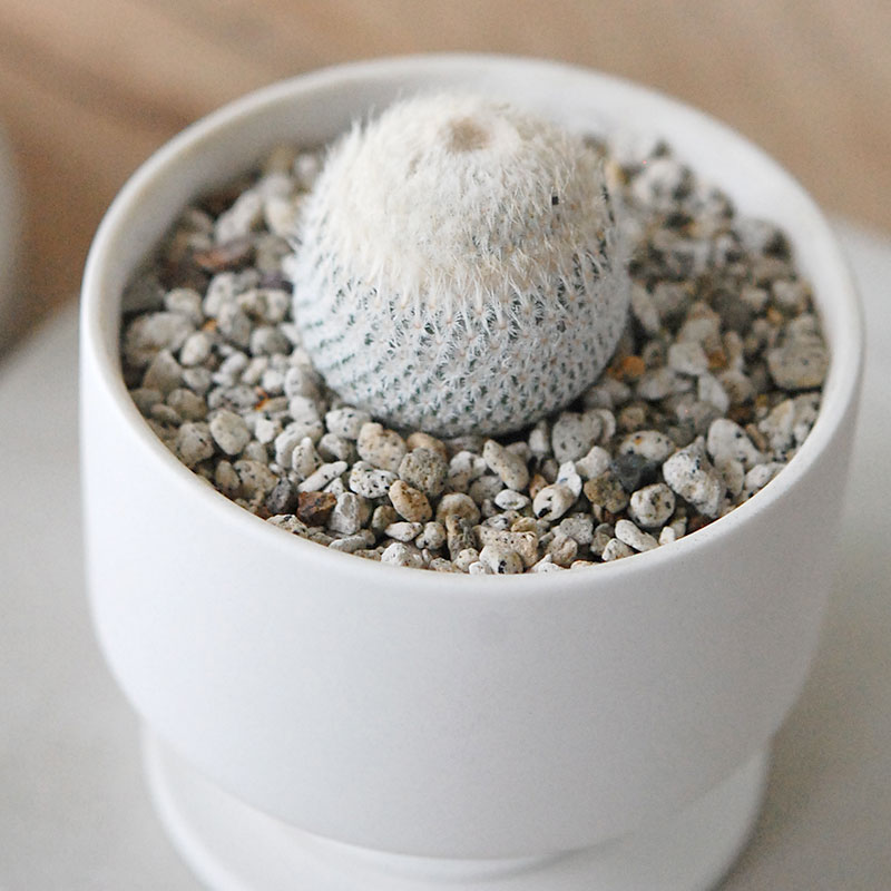 Epithelantha 小人の帽子 x マットポット