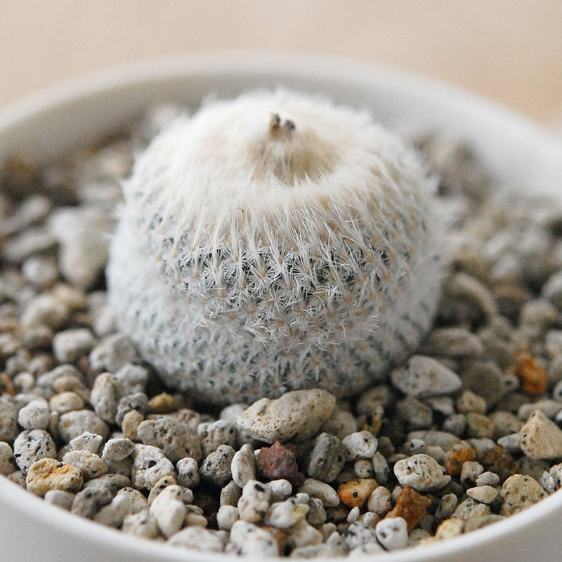 Epithelantha 小人の帽子 x マットポット