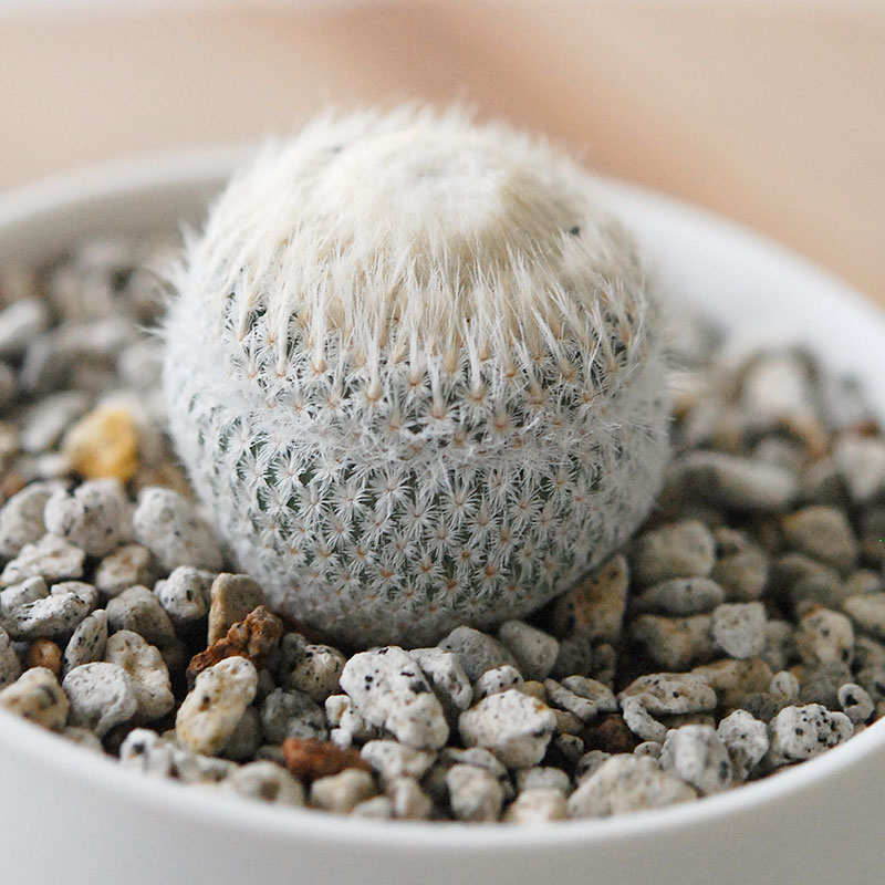 Epithelantha 小人の帽子 x マットポット