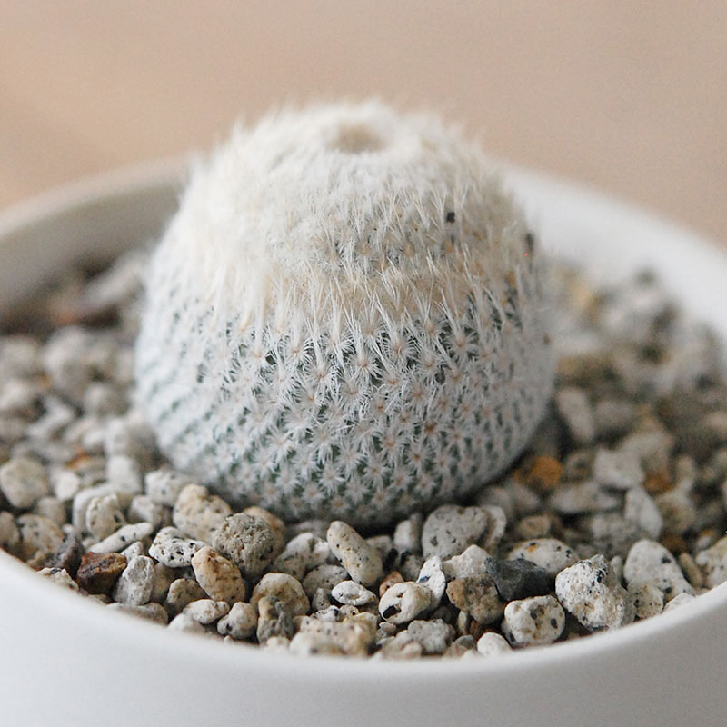 Epithelantha 小人の帽子 x マットポット