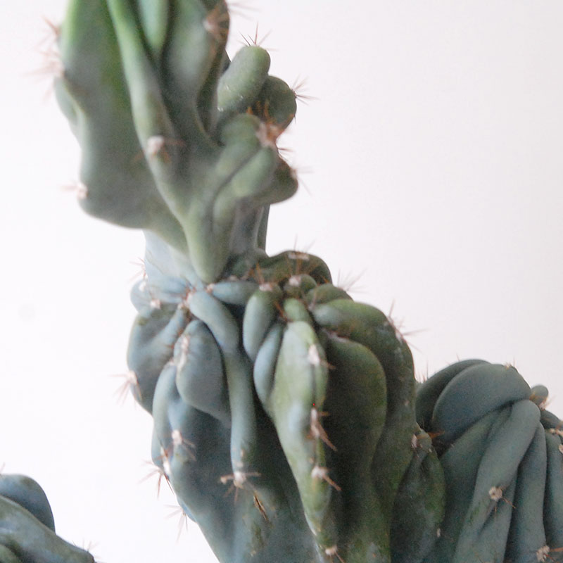 送料無料】Cereus 岩石獅子 B x サンドポットM | 多肉植物の専門