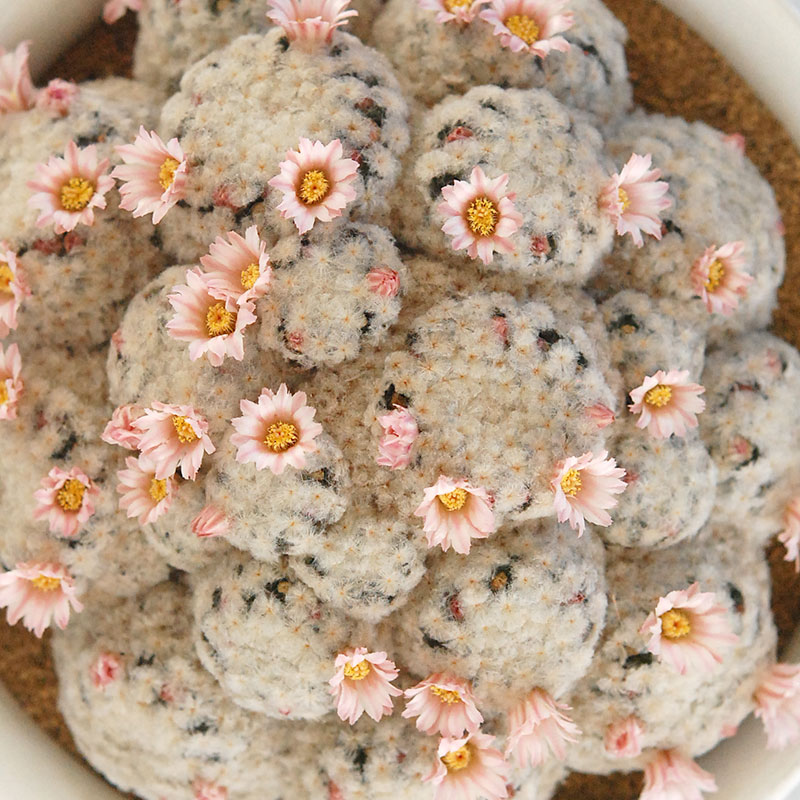 Mammillaria 白星(ピンク花) x antique pot 521