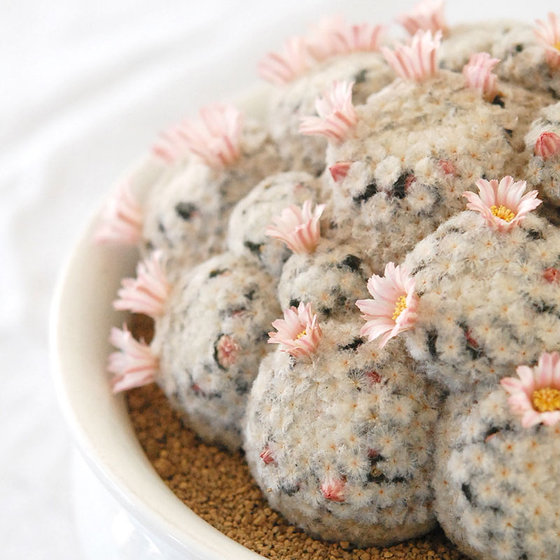 Mammillaria 白星(ピンク花) x antique pot 521