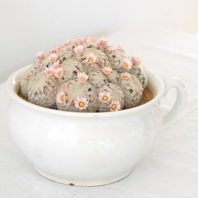 Mammillaria 白星(ピンク花) x antique pot 521