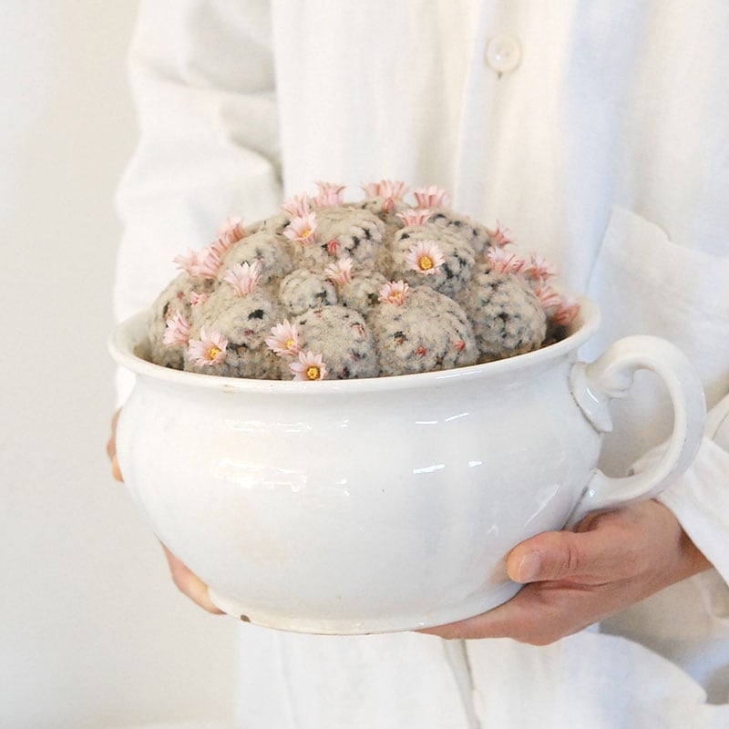 Mammillaria 白星(ピンク花) x antique pot 521