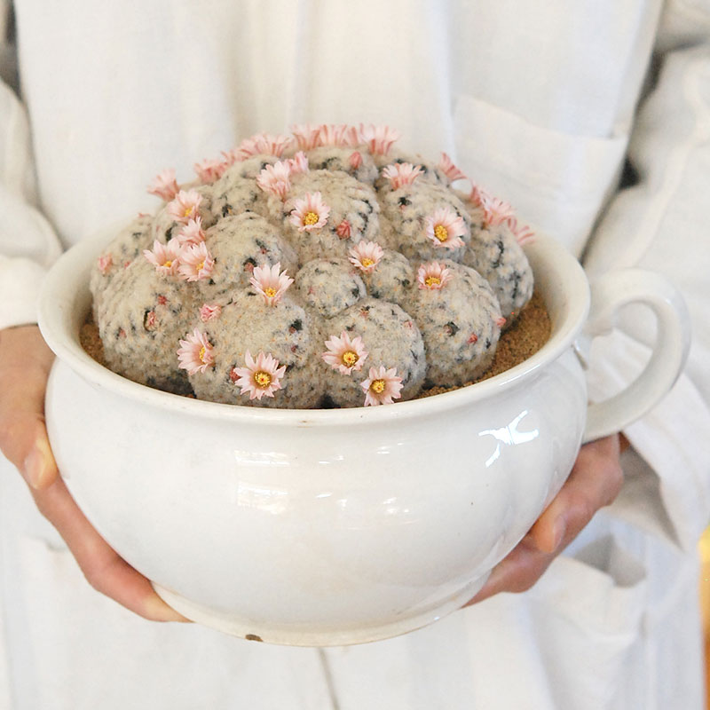 Mammillaria 白星(ピンク花) x antique pot 521