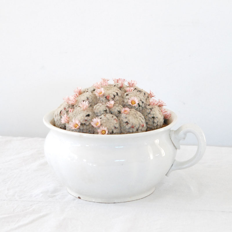 Mammillaria 白星(ピンク花) x antique pot 521