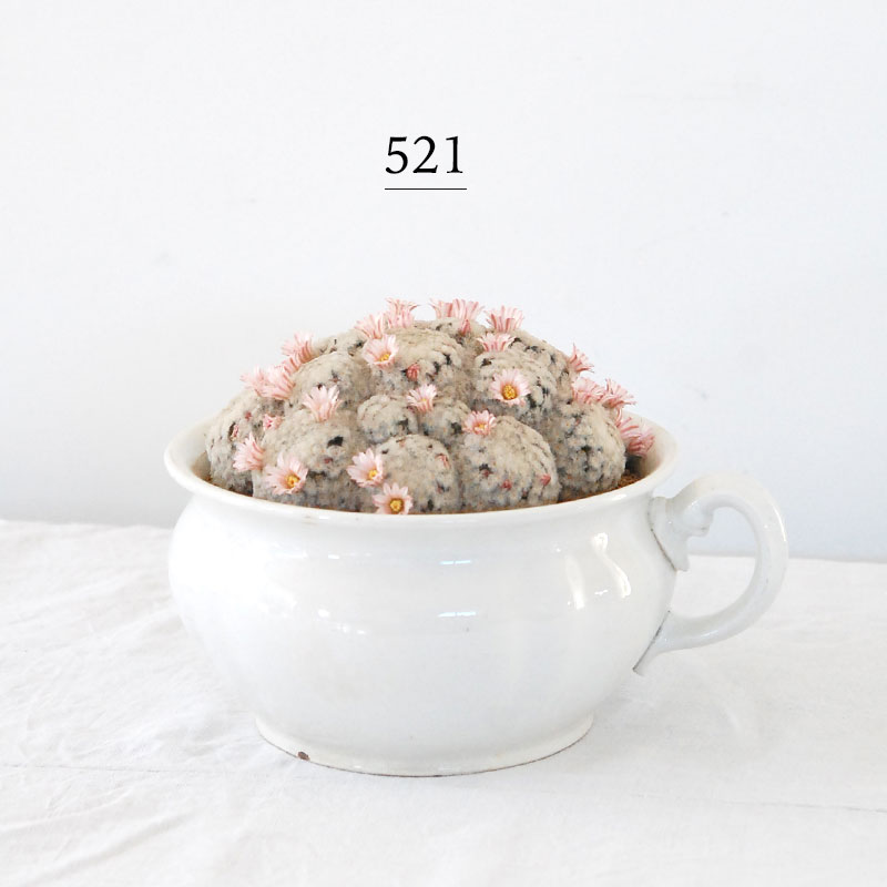 Mammillaria 白星(ピンク花) x antique pot 521