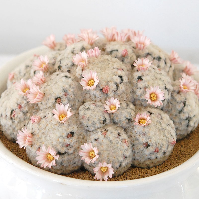 Mammillaria 白星(ピンク花) x antique pot 521