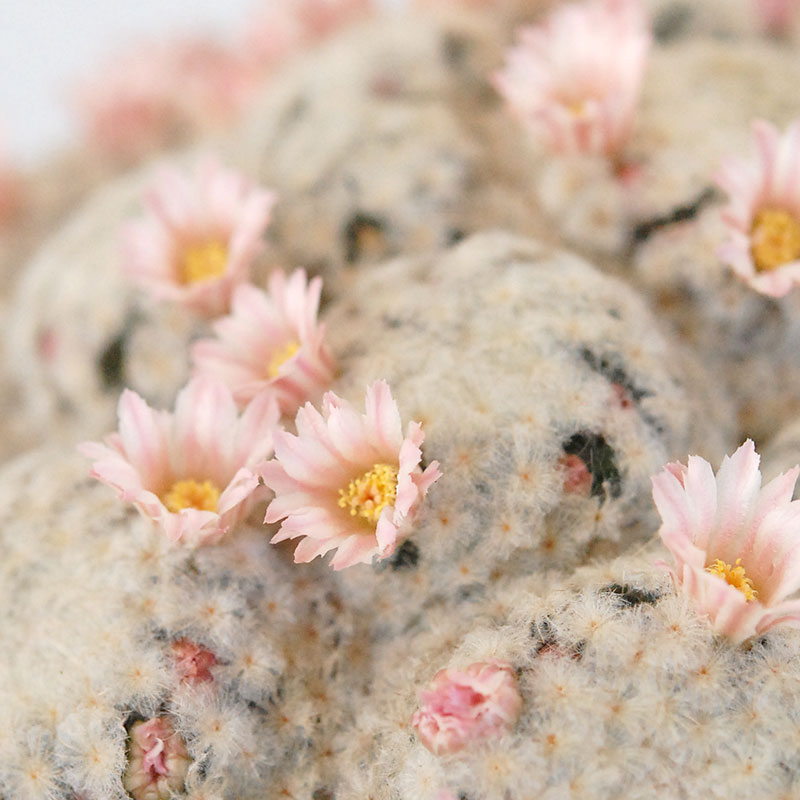 Mammillaria 白星(ピンク花) x antique pot 521