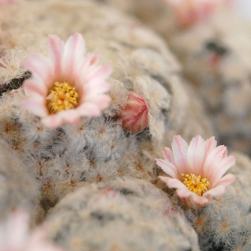 Mammillaria 白星(ピンク花) x antique pot 521