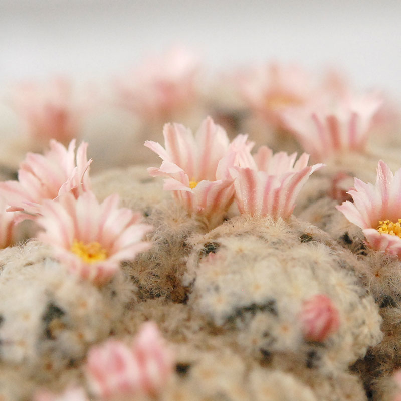 Mammillaria 白星(ピンク花) x antique pot 521