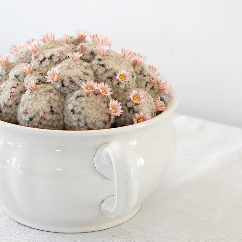 Mammillaria 白星(ピンク花) x antique pot 521